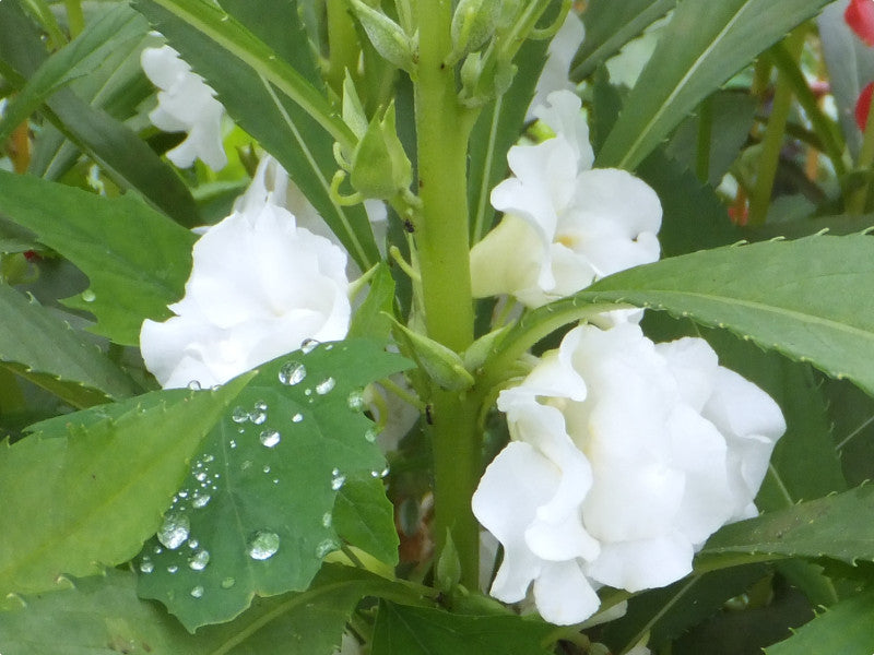Plant White Balsamine Flower Seeds