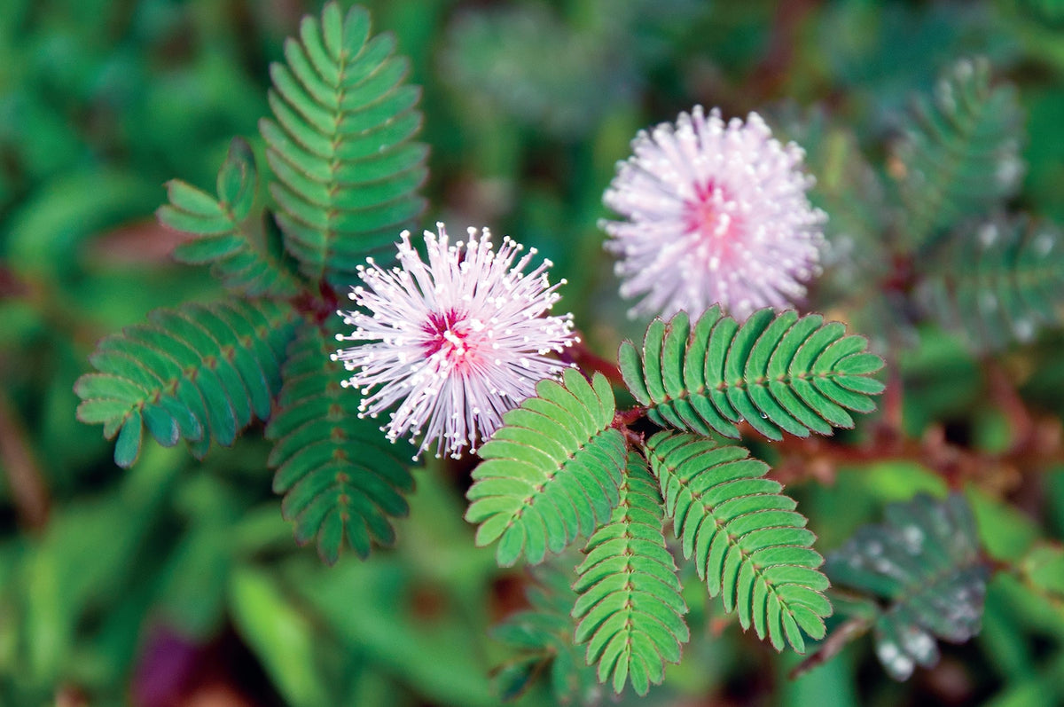 Mixed Mimosa Pudica Flower seeds for Planting - Vibrant Colors, Heirloom & GMO Free Seeds for Home Garden
 
 Sale seeds for planting in home garden
