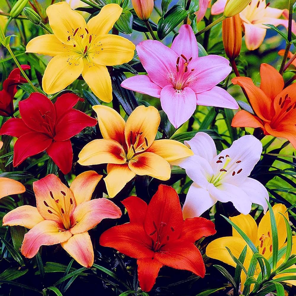 Mixed Lily Flower Lilium spp. for planting in urban garden or home garden