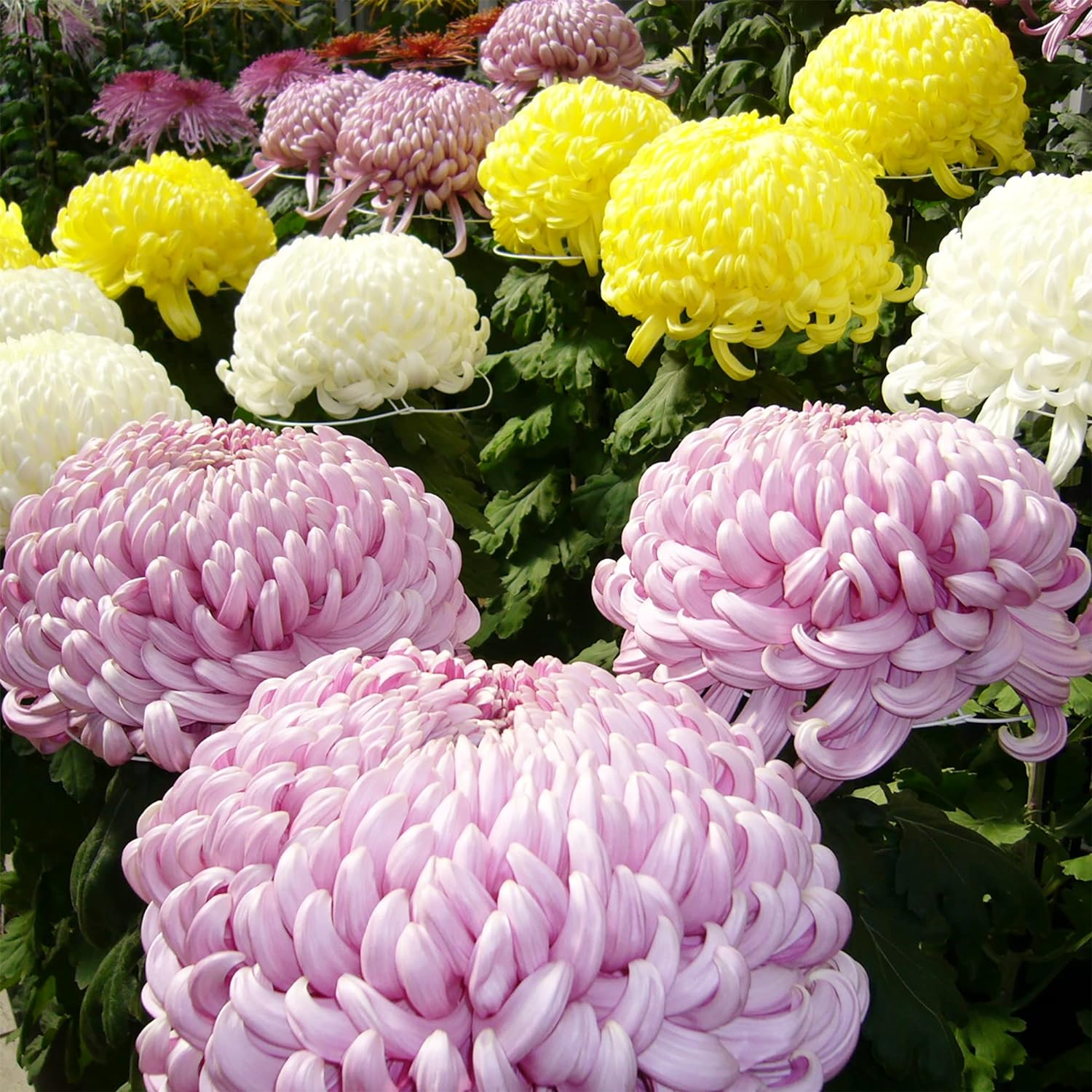 Chrysanthemum Seeds Colorful And Diverse Flowers Popular Ornamental Plants Vibrant Blooms Grace