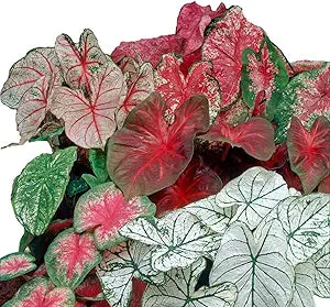 Caladium Caladium bicolor for planting in flower bed