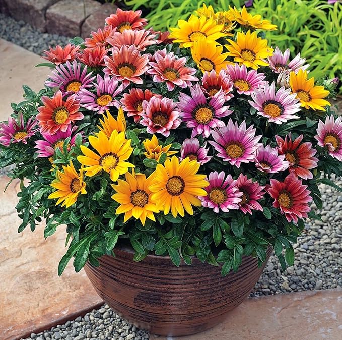 African Gazania Flower Gazania rigens for planting in flower bed