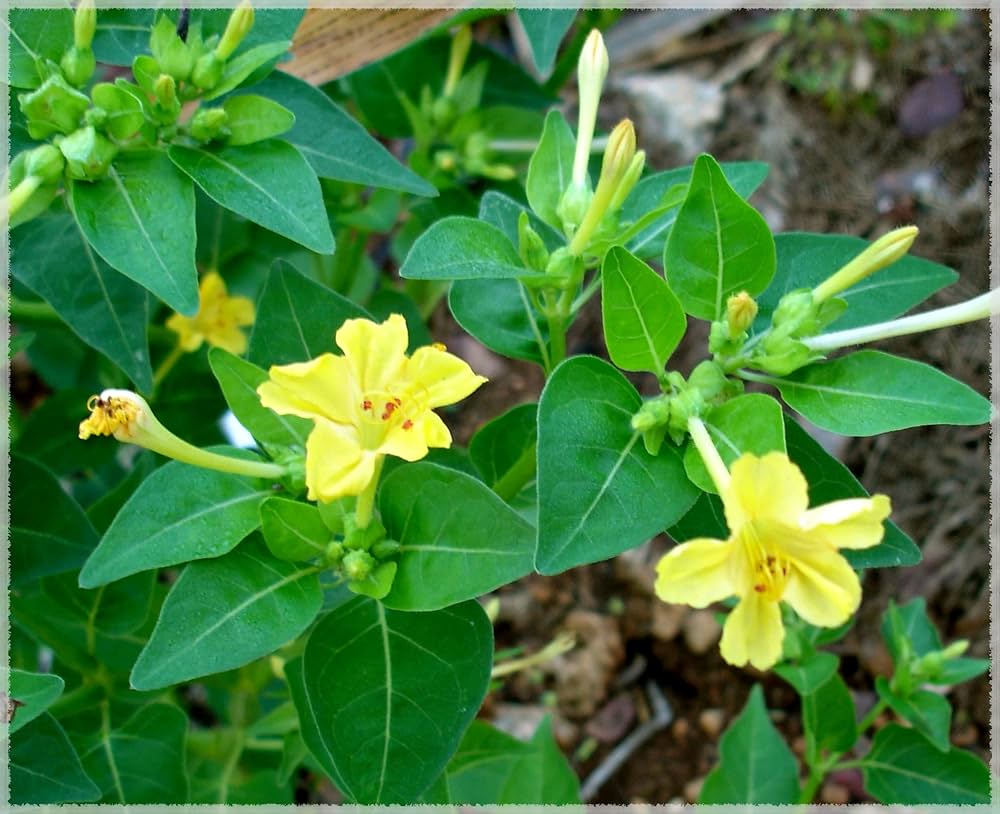 Yellow Marquezii Flower seeds for Planting - Hardy Variety, Heirloom & GMO Free Seeds for Home Garden
 
 Sale for planting in home garden.
