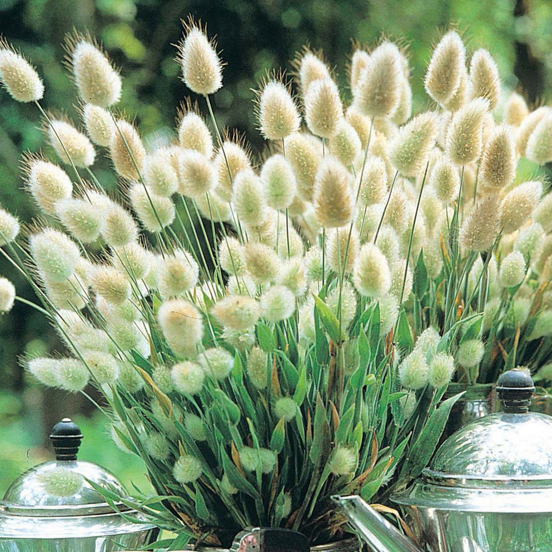 Rabbit Tail Grass Lagurus ovatus seeds for planting