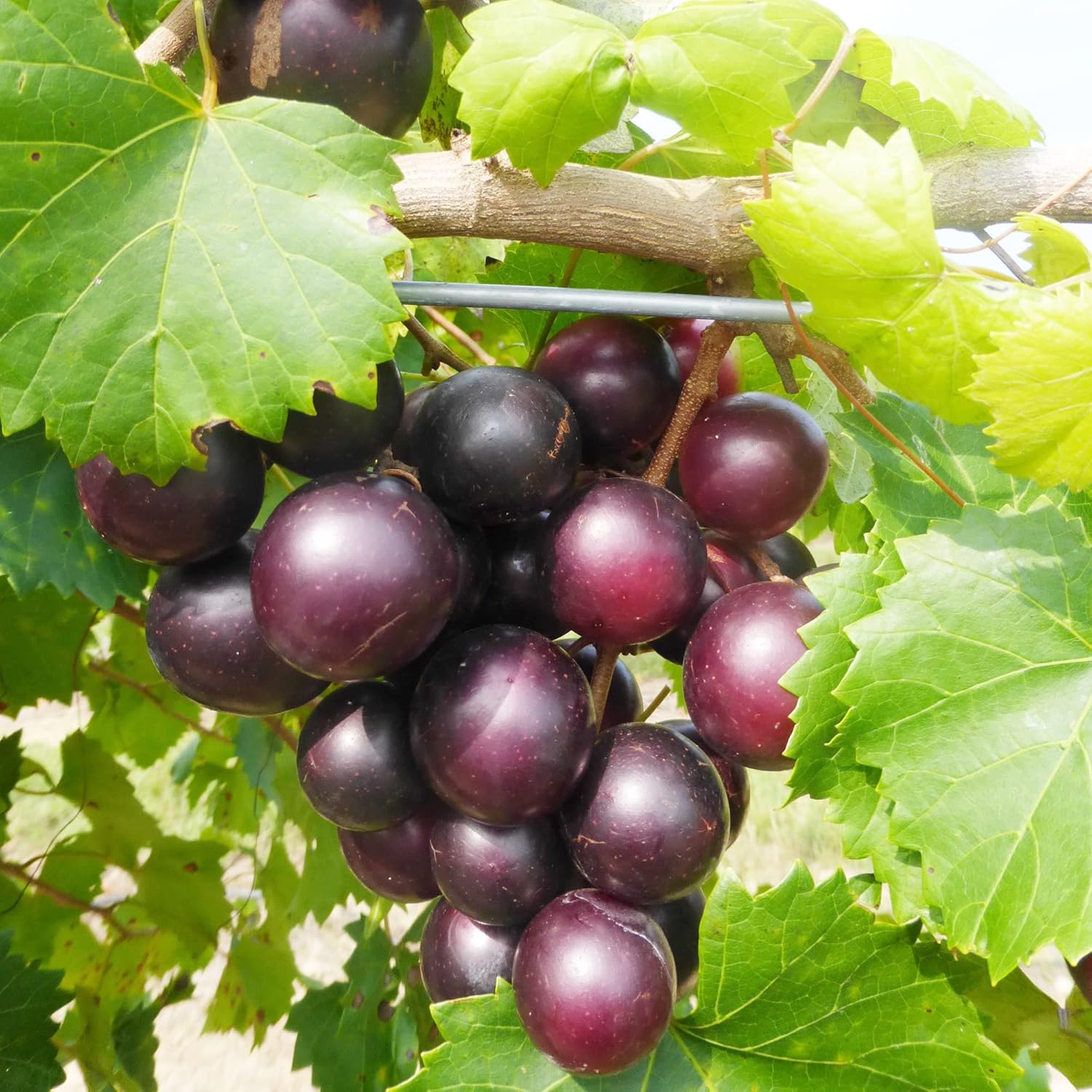 Muscadine Grape Seeds Climbing Vine Perennial Fargrant Flavor Fast Growing Tasty Long-Lived Juice