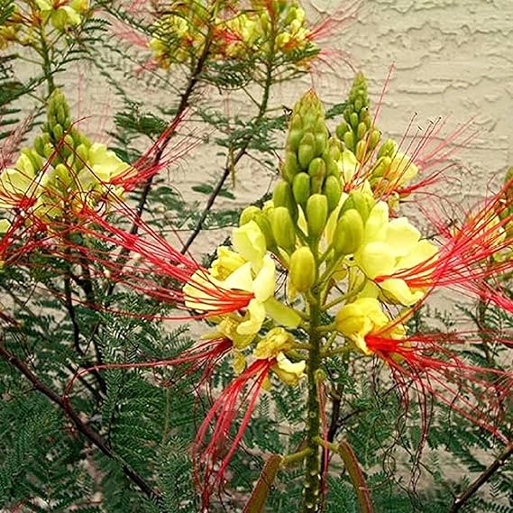 Caesalpinia Gilliesii Seeds For Planting Exotic Blooms Flower