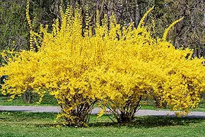 Forsythia Suspensa Weeping Forsythia Yellow Flower Seeds for Bright Spring Blooms