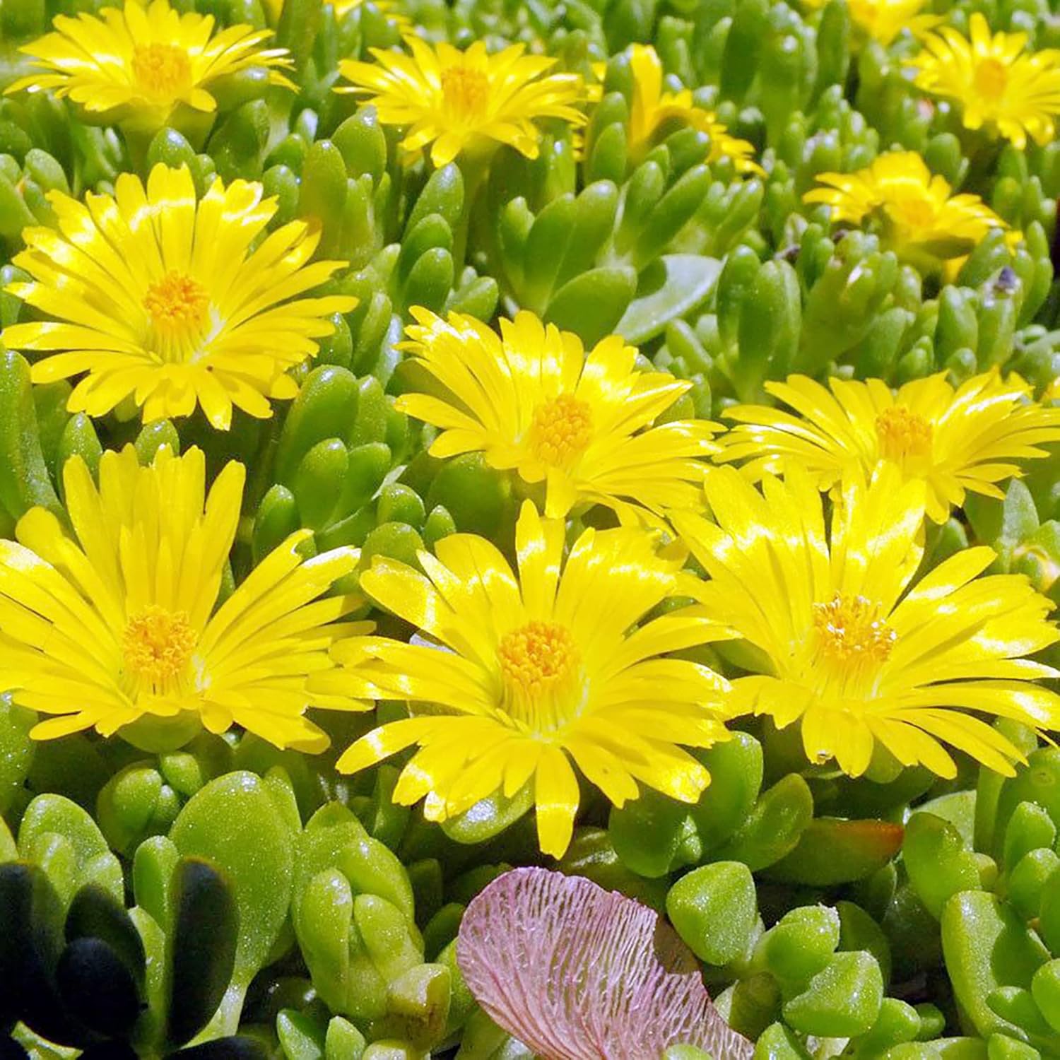 Yellow Ice Plant Seeds Evergreen Ornamental Edible Attract Butterflies Drought Tolerant Ground