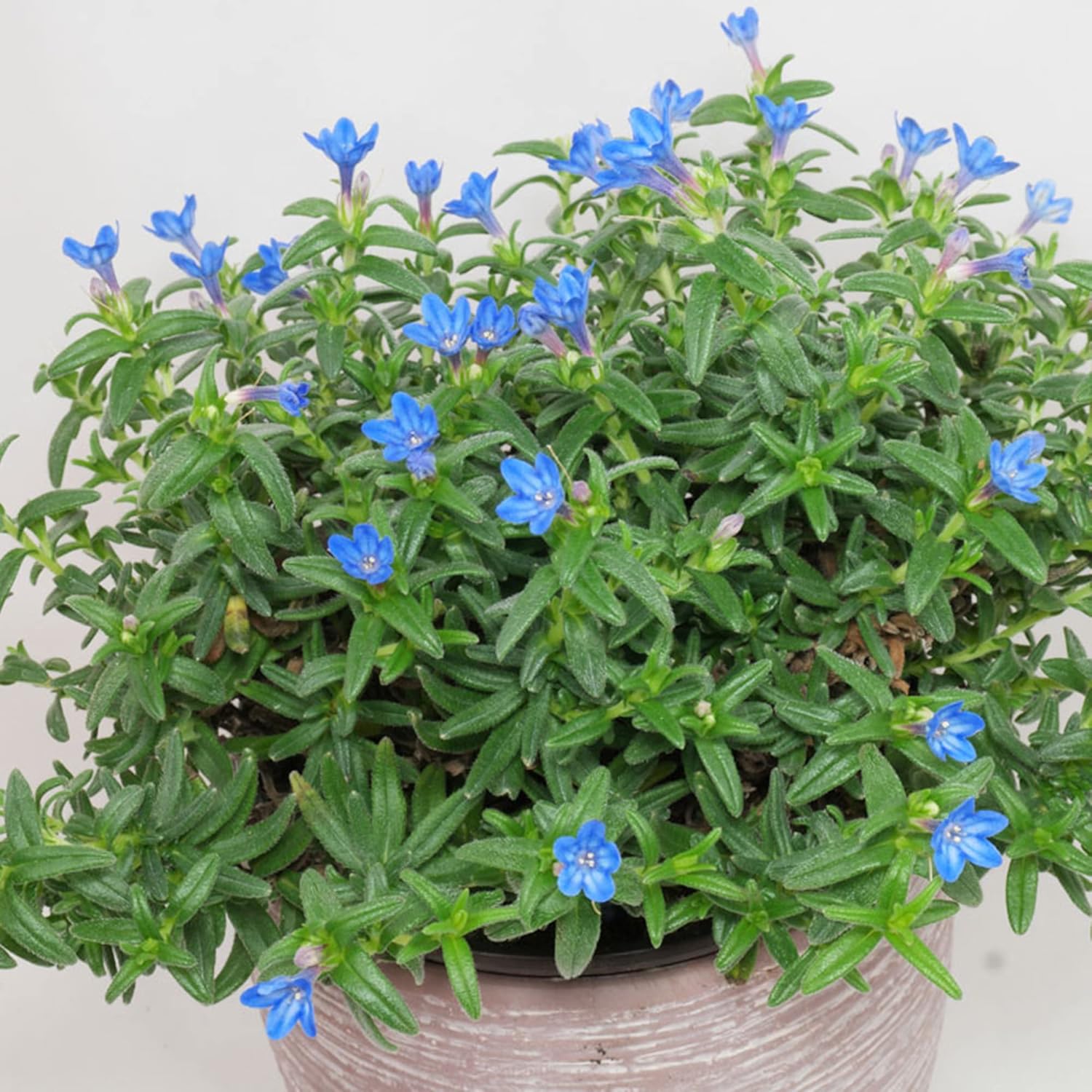 Glandora Diffusa Seeds Lithodora Perennial Hardy Low Maintenance Attracts Butterflies Ground Cover