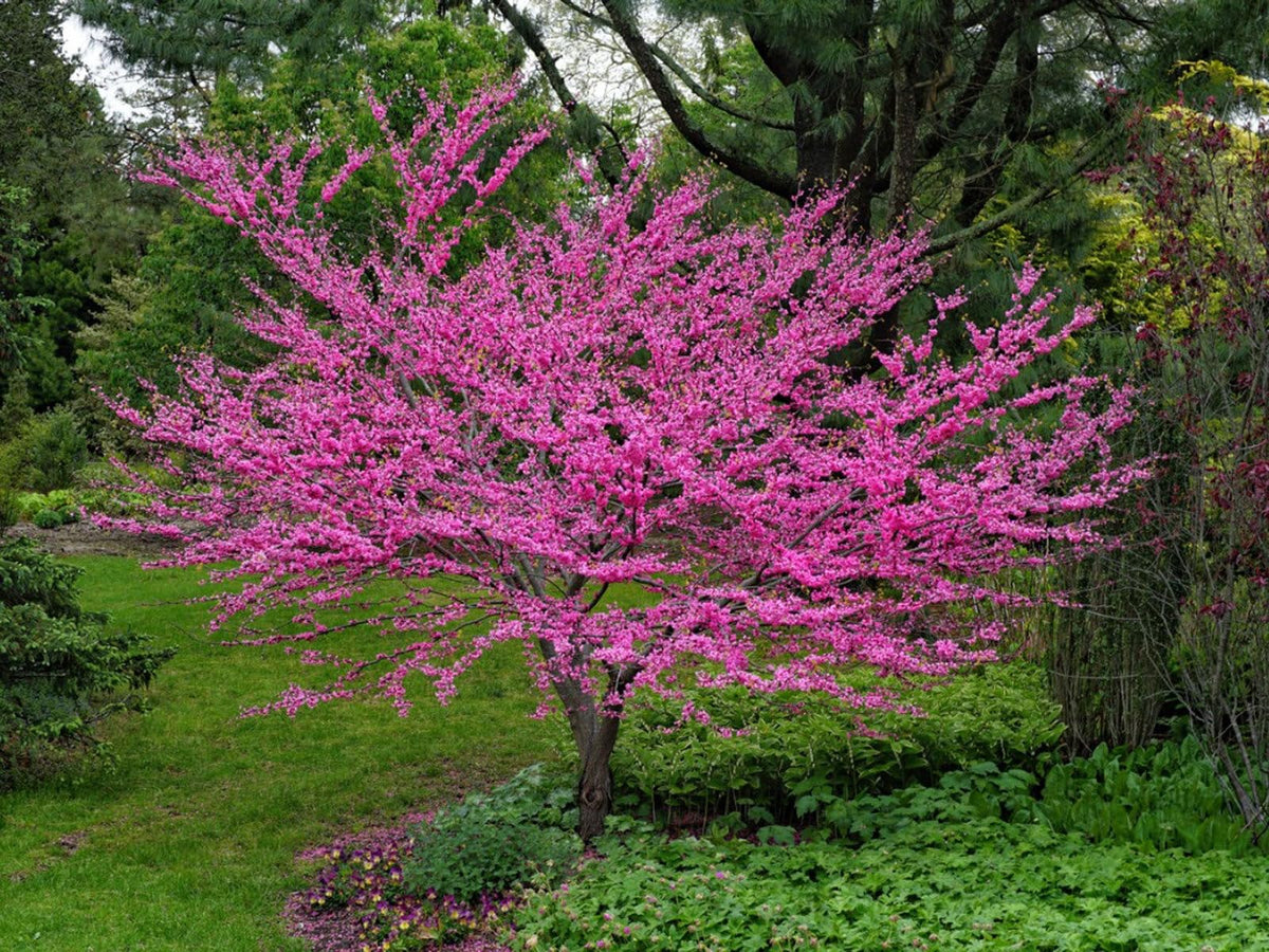 Redbud (Redbud Flower) seeds for planting in home garden