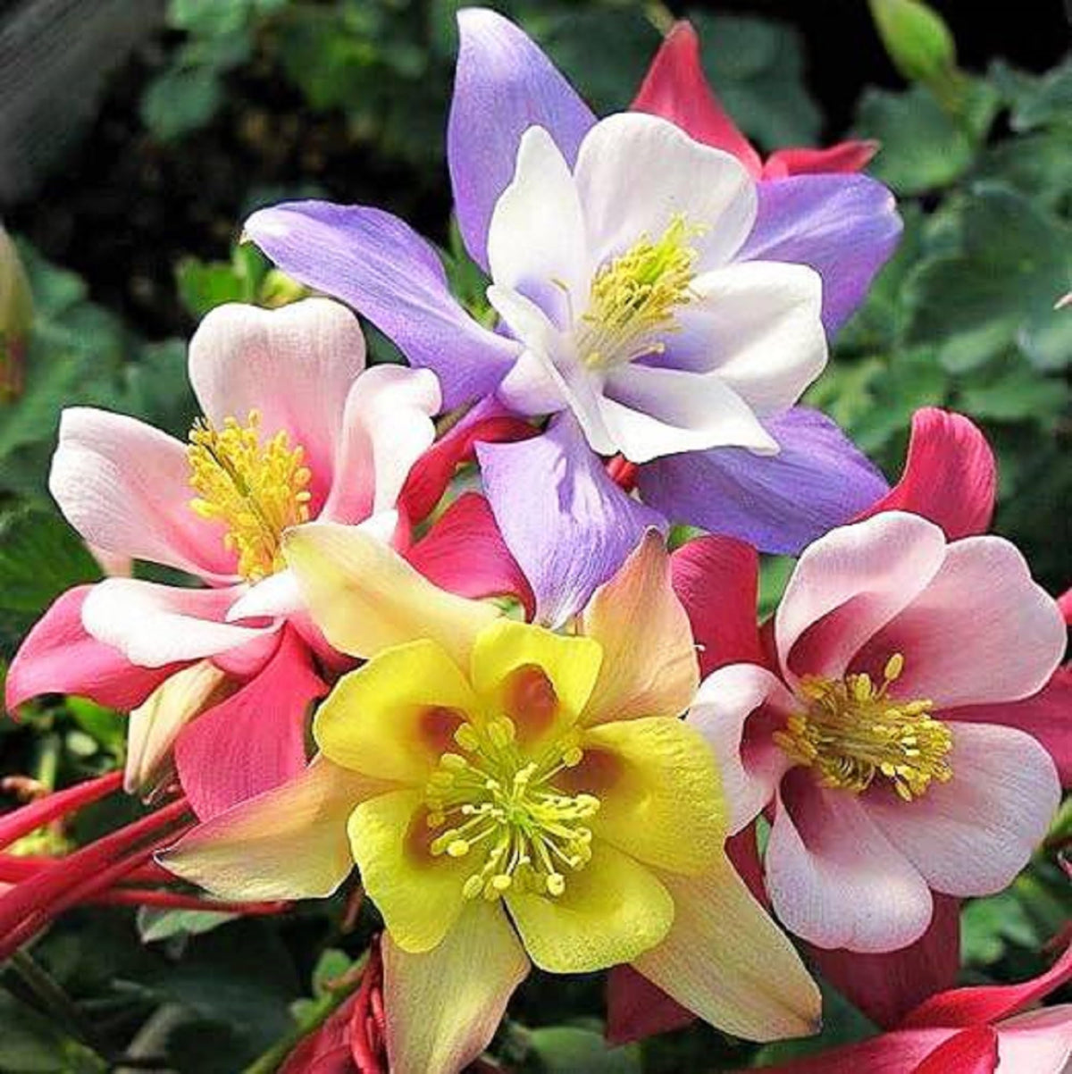 MultiColored (MultiColored Columbine) seeds for planting in home garden
