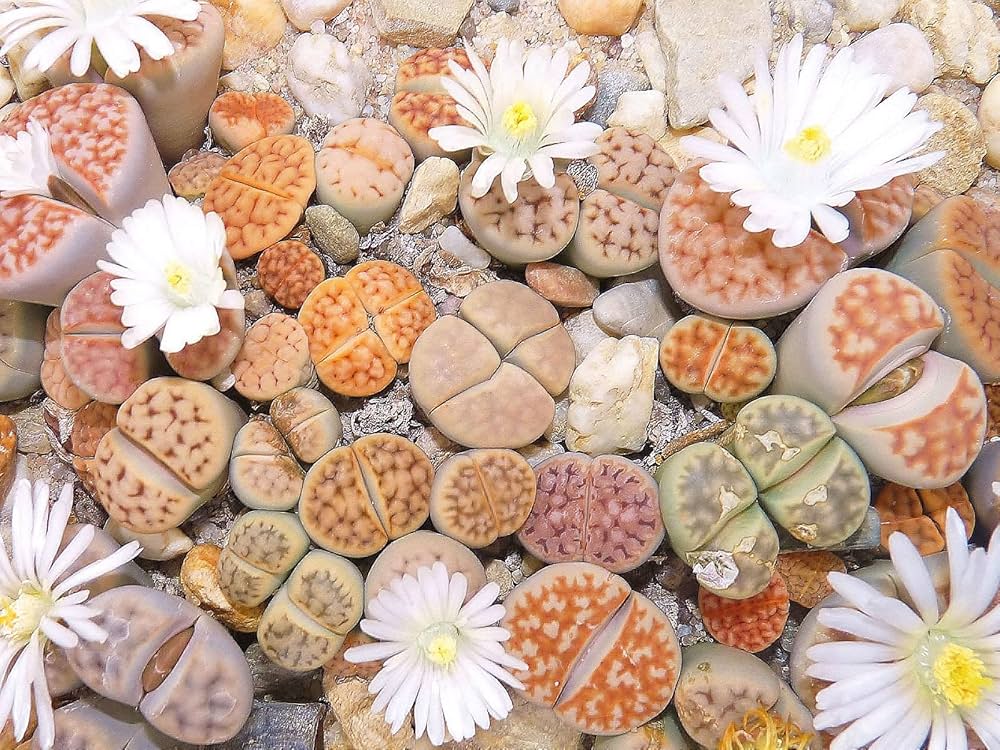 Lithops Tetragonia Blue Stone Succulent Seeds