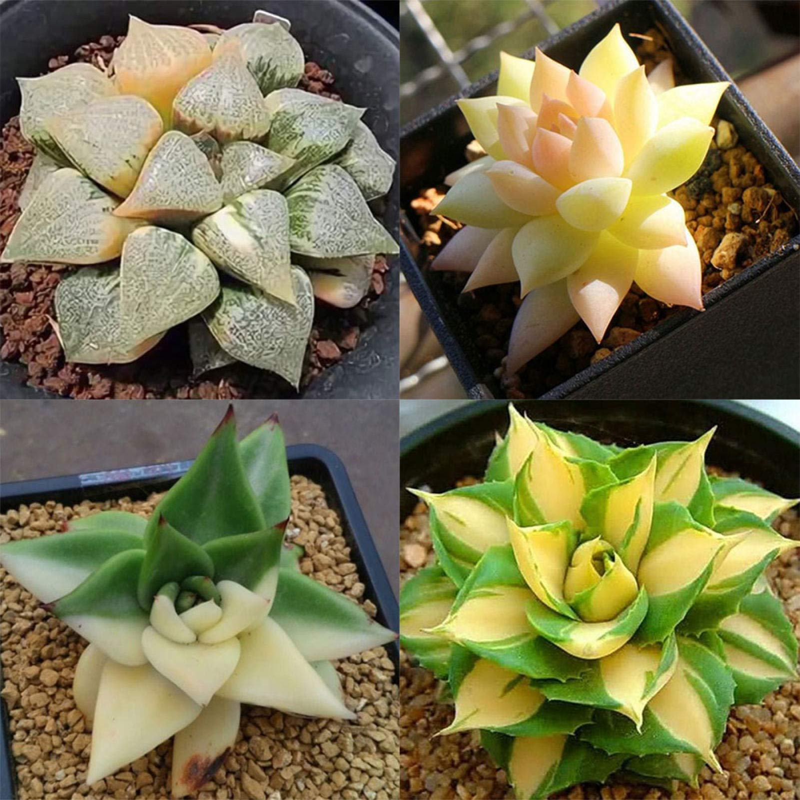 Bonsai Agave Succulent Seeds