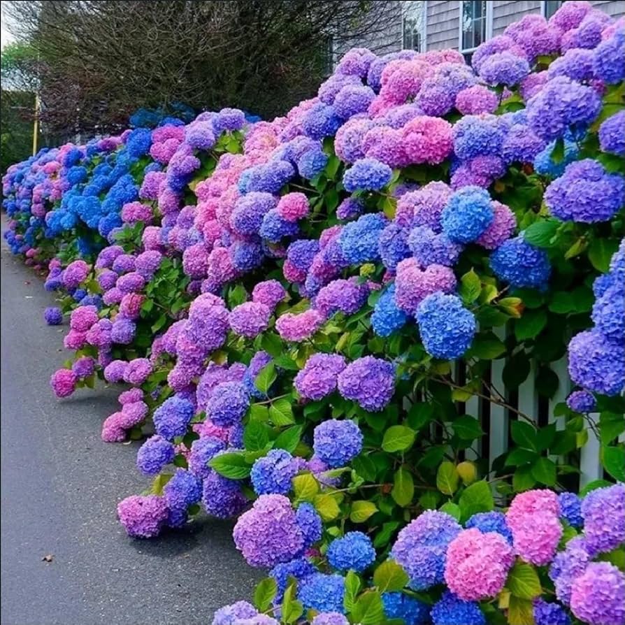 Hydrangea Hydrangea spp. Seeds for planting in flower bed