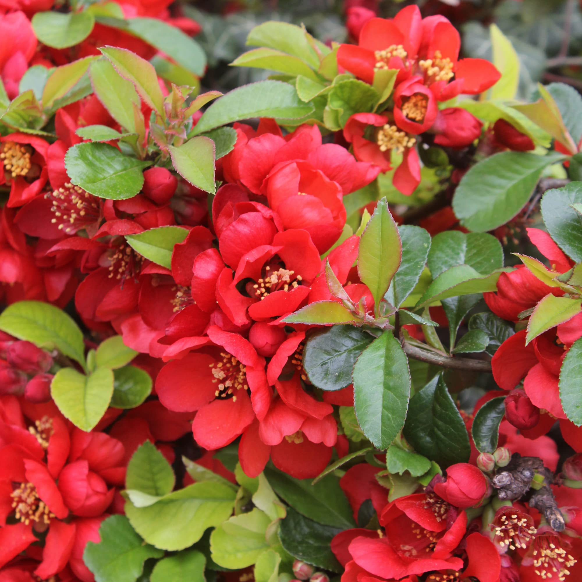 Japanese Quince Chaenomeles japonica Seeds for planting in flower bed