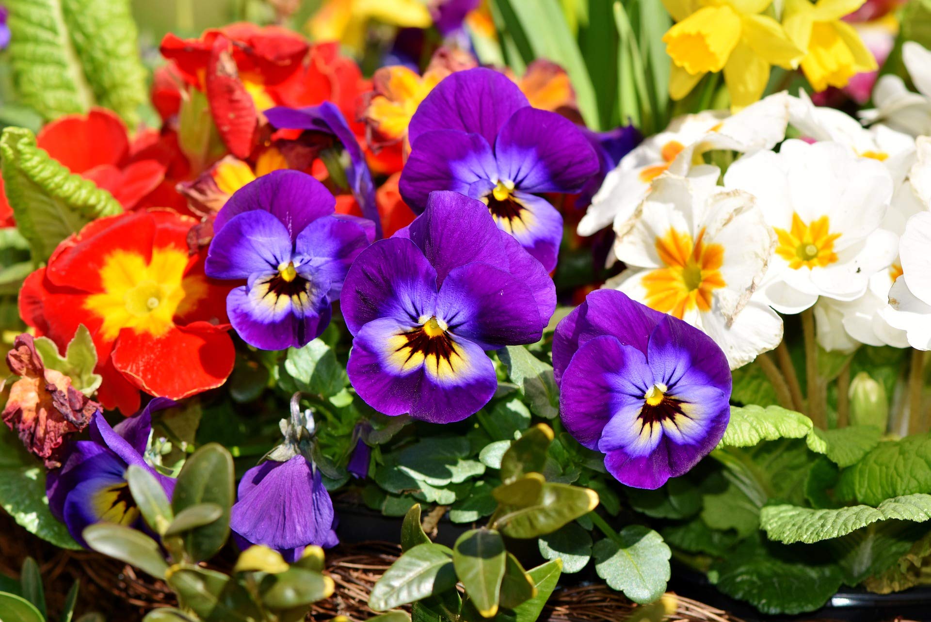 Double Pansy Rococo Viola tricolor for planting in flower bed