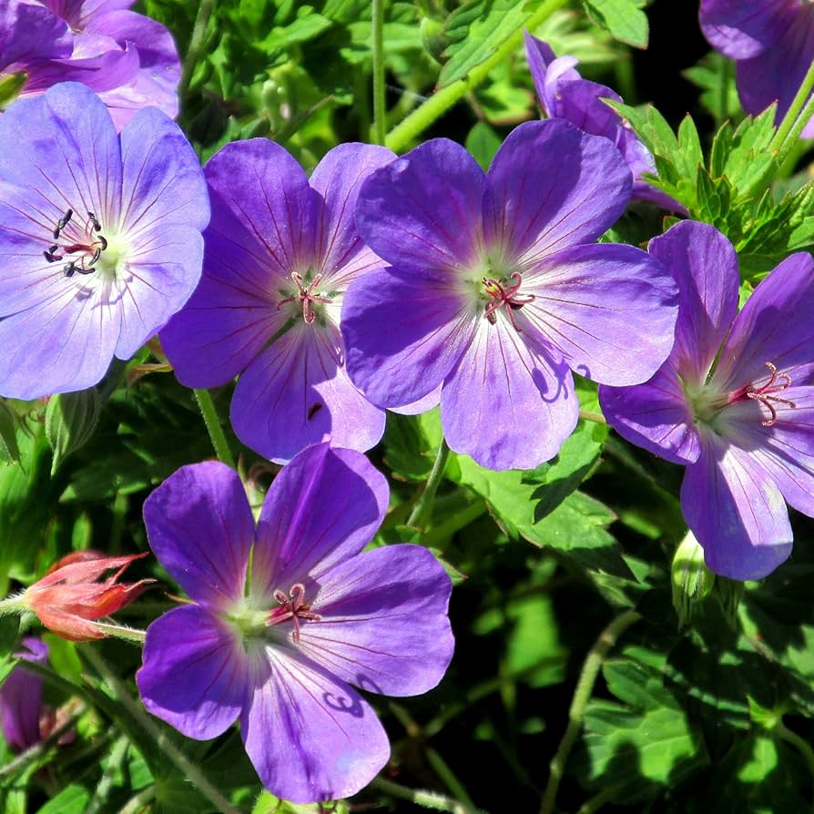 Geranium Ssp Blue Geranium Geranium spp. Seeds for Planting - Order Now
