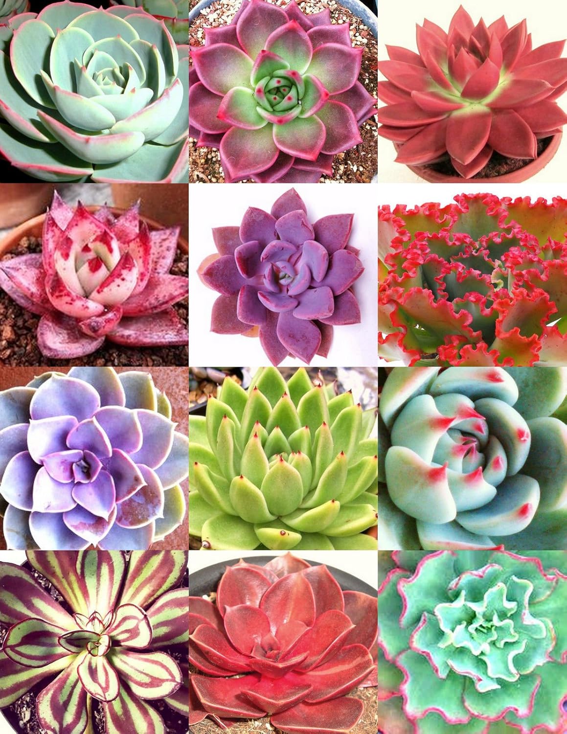 Color Echeveria Mix Rare Exotic Succulent Hen & Chicks Seed Flowering Seeds Best Selling