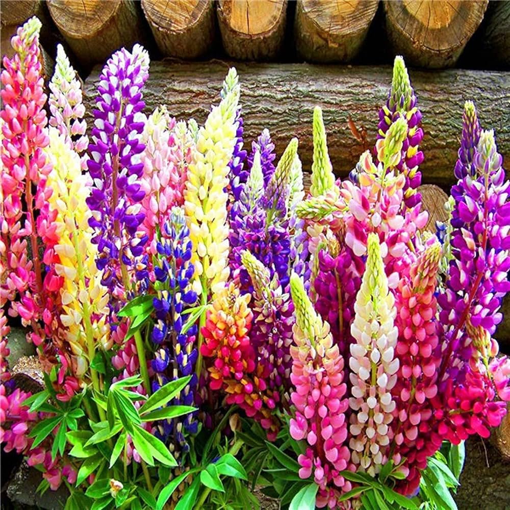 Velvet lupine seeds for indoor and outdoor garden planting