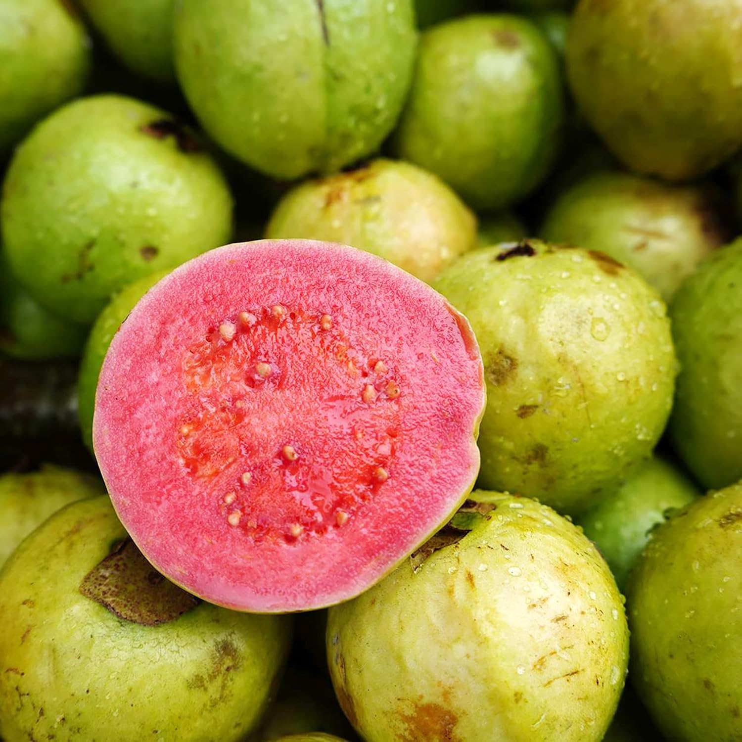 Guava Seeds Red Psidium Guajava Perennial Sweet Fragrant Tropical Fruit Non-Gmo Backyard Plant Best