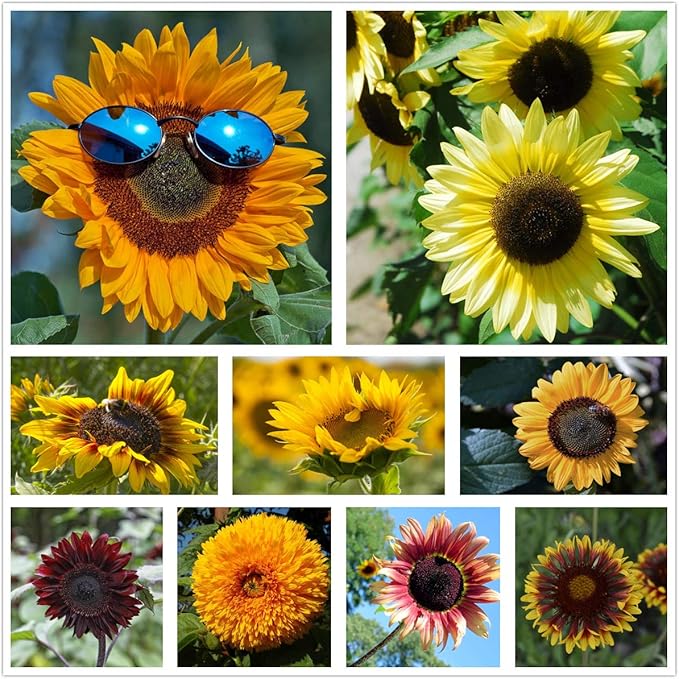 Sunflower Mix seeds for colorful summer blooms
