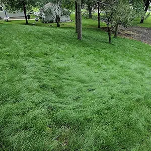 High Fescue Grass seeds for resilient grass