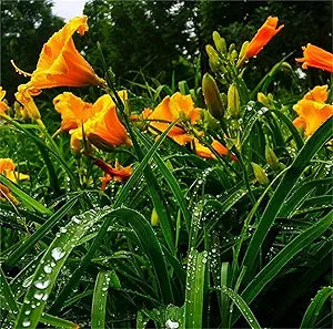 Fresh Rare Hybrid Daylily Seeds for Indoor Bonsai and Garden Plants