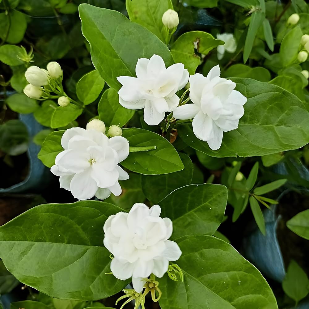 Jasmine Jasminum sambac seeds for planting in home garden