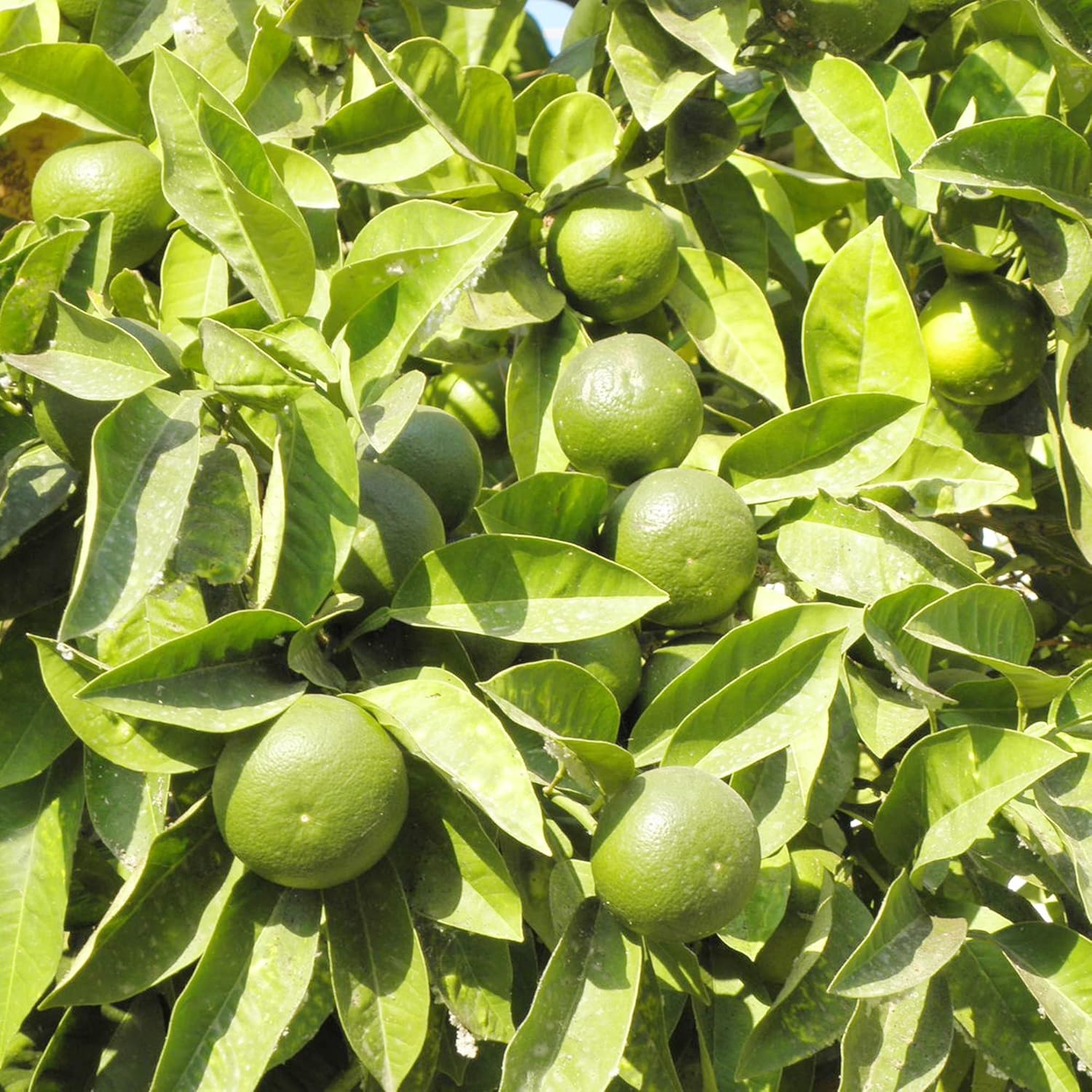 Key Lime Seeds Citrus Aurantiifolia Delicious Evergreen Shurb Fragrant Juicy Flavorful Cooked