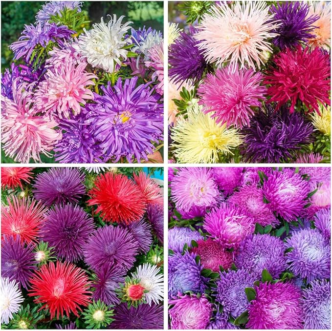 Puderquaste Aster seeds for purple asters