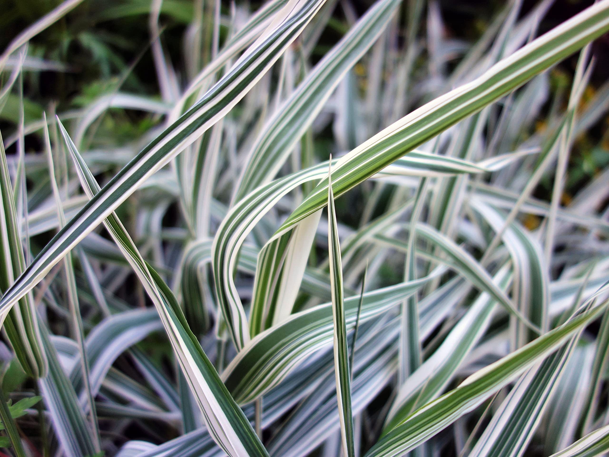 Phalaris Grass Seeds Decorative Ribbon Grass Phalaris Grass Seeds Decorative Ribbon Grass