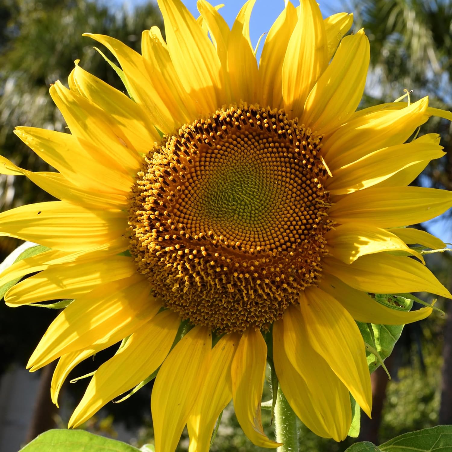 Sunflower Helianthus Annuus seeds for tall, bright blooms