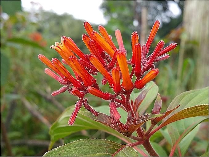 Hamelia Patens Firebush Exotic Orange Flowers Seeds for Tropical Gardens