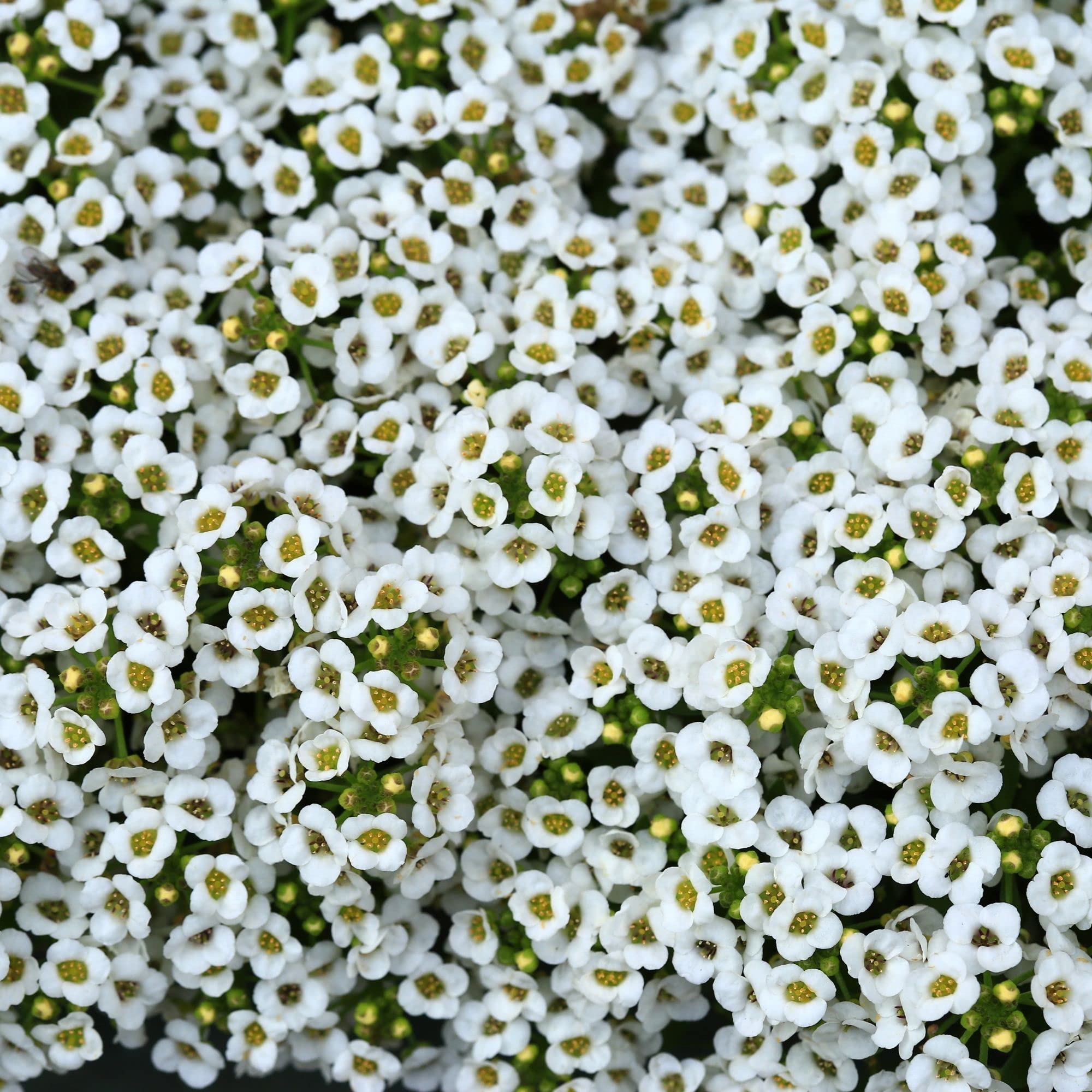 Alyssum Snow Crystals Lobularia maritima for planting in garden