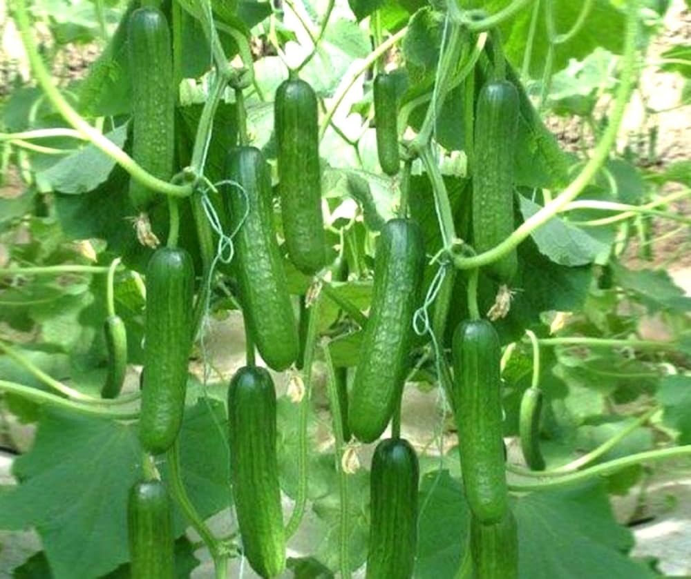 Crisp Salad Blonde Cucumber Seeds For Easy Planting Vegetable Seeds