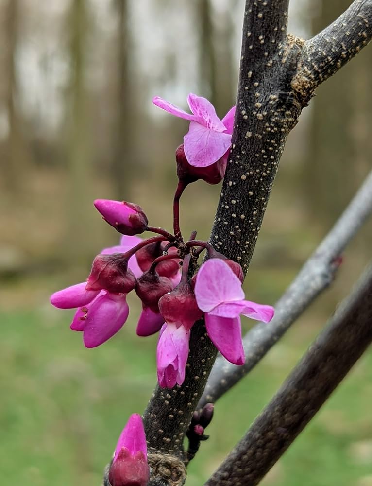 Eastern Redbud Cercis Canadensis Seeds for planting in flowering garden