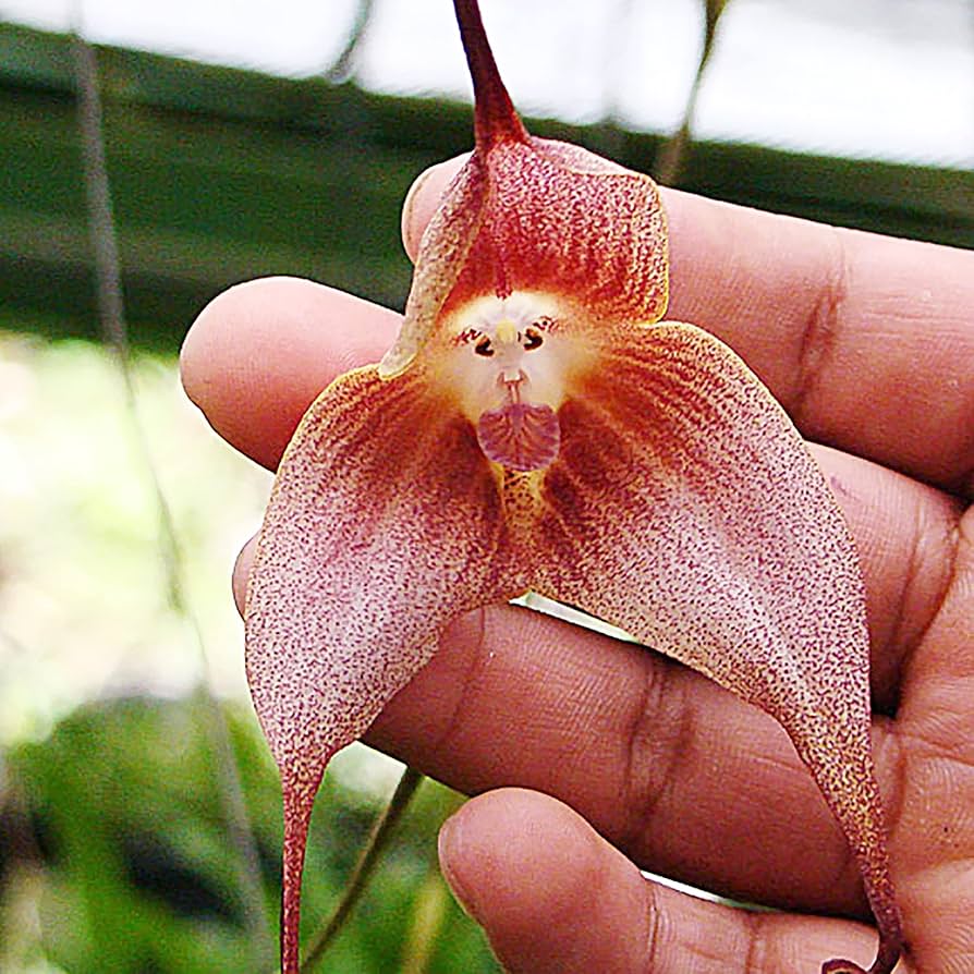 Dracula Orchid Dracula spp. for planting in orchid collection