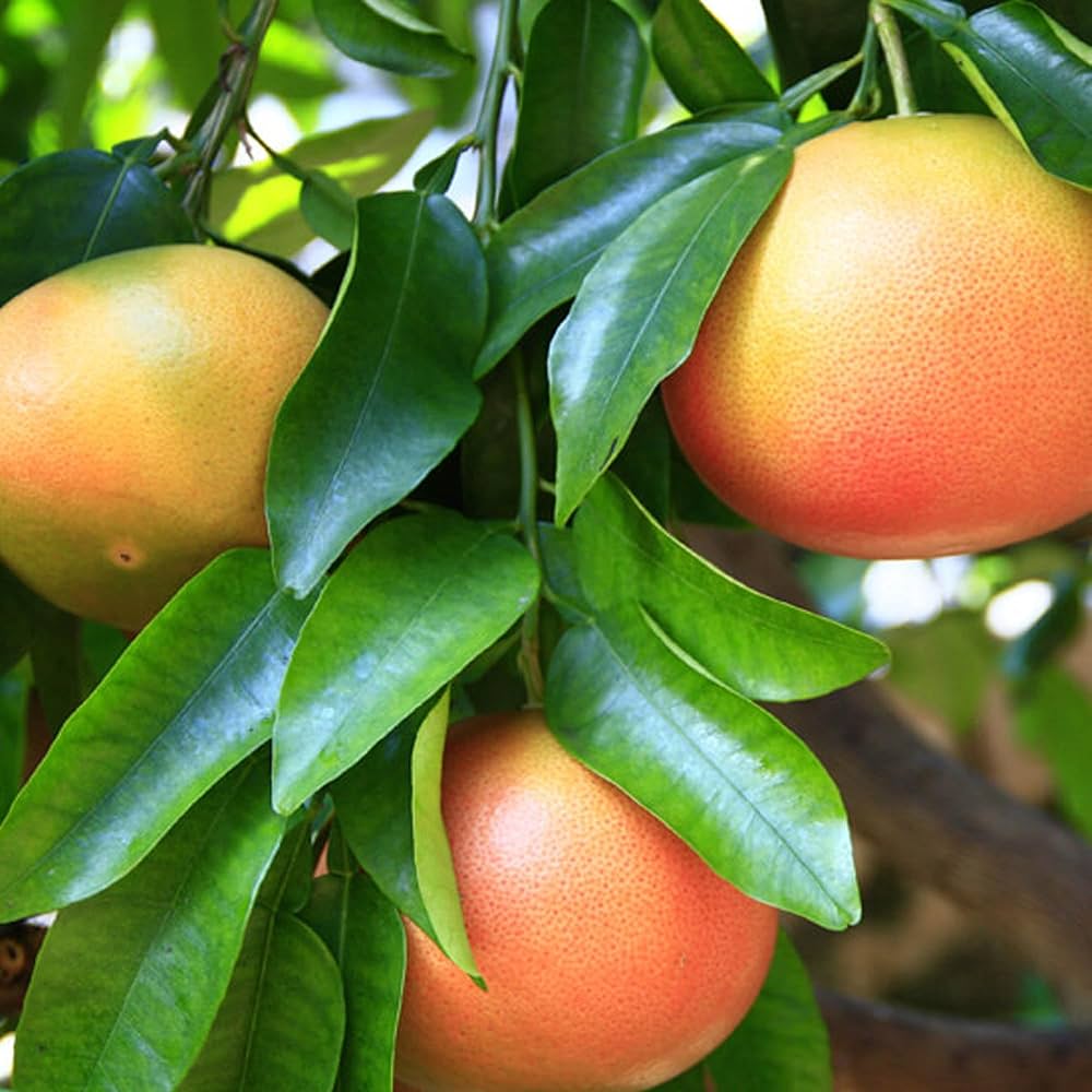 Grapefruit Citrus paradisi for planting in urban garden