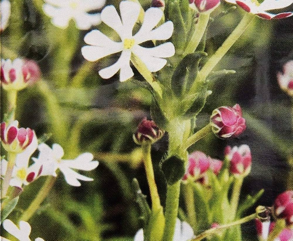 Night Blooming Zaluzianskya phlox flower seeds