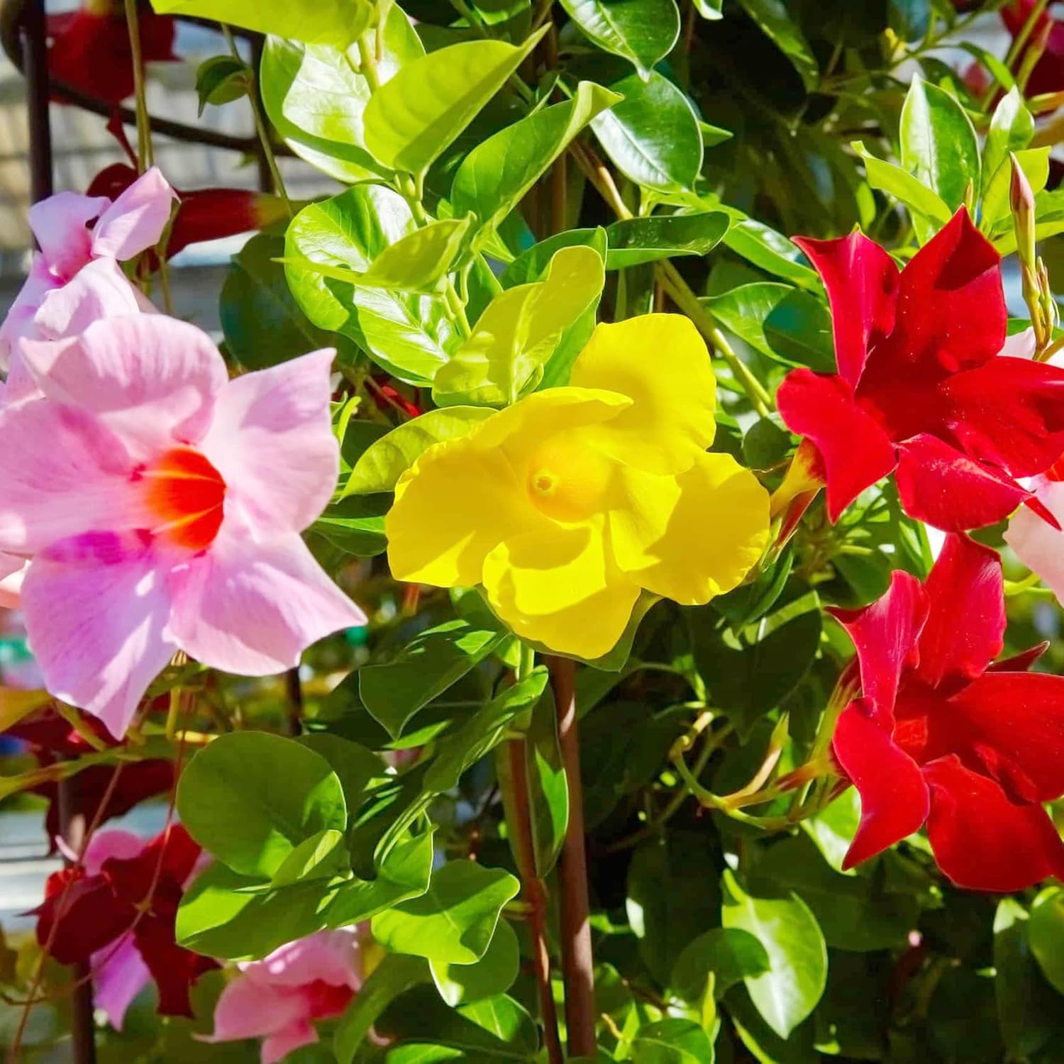 Mandevilla Sanderi Seeds Brazilian Jasmine Beautiful And Colorful Fragrance Blooms Easy Care