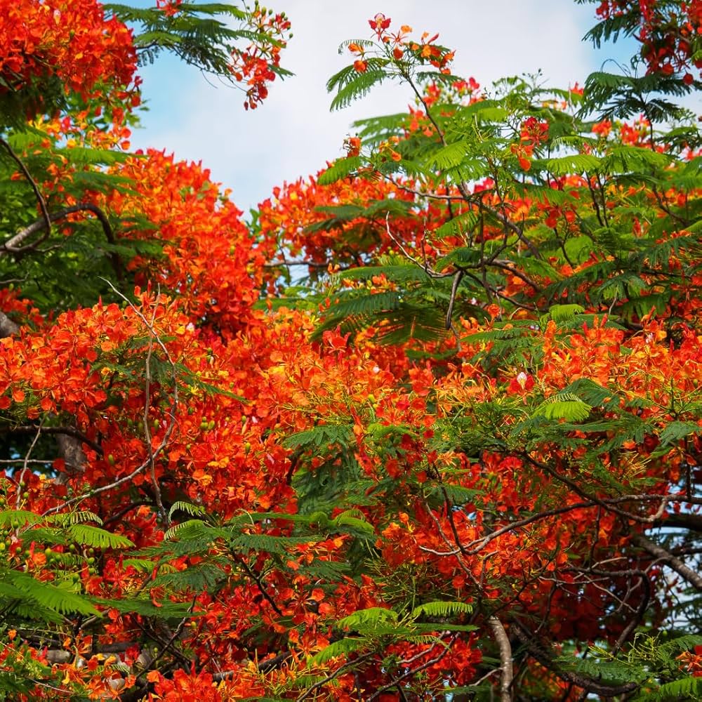 Malve Seeds mix in yellow, white, and orange-red shades