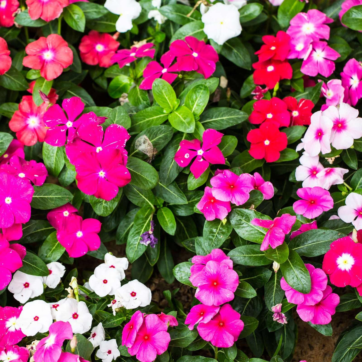 Vinca Flower seeds for Planting - Pollinator Friendly, Heirloom & GMO Free Seeds for Home Garden
 
 Sale for planting in home garden.