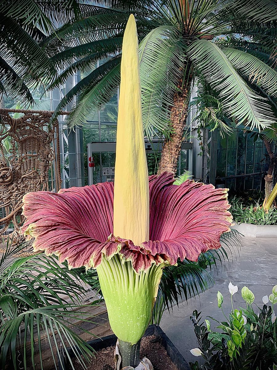 Corpse Flower Amorphophallus titanum for planting in botanical garden