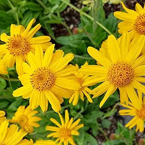 Arnica Herb Plant Arnica montana for planting in herb garden