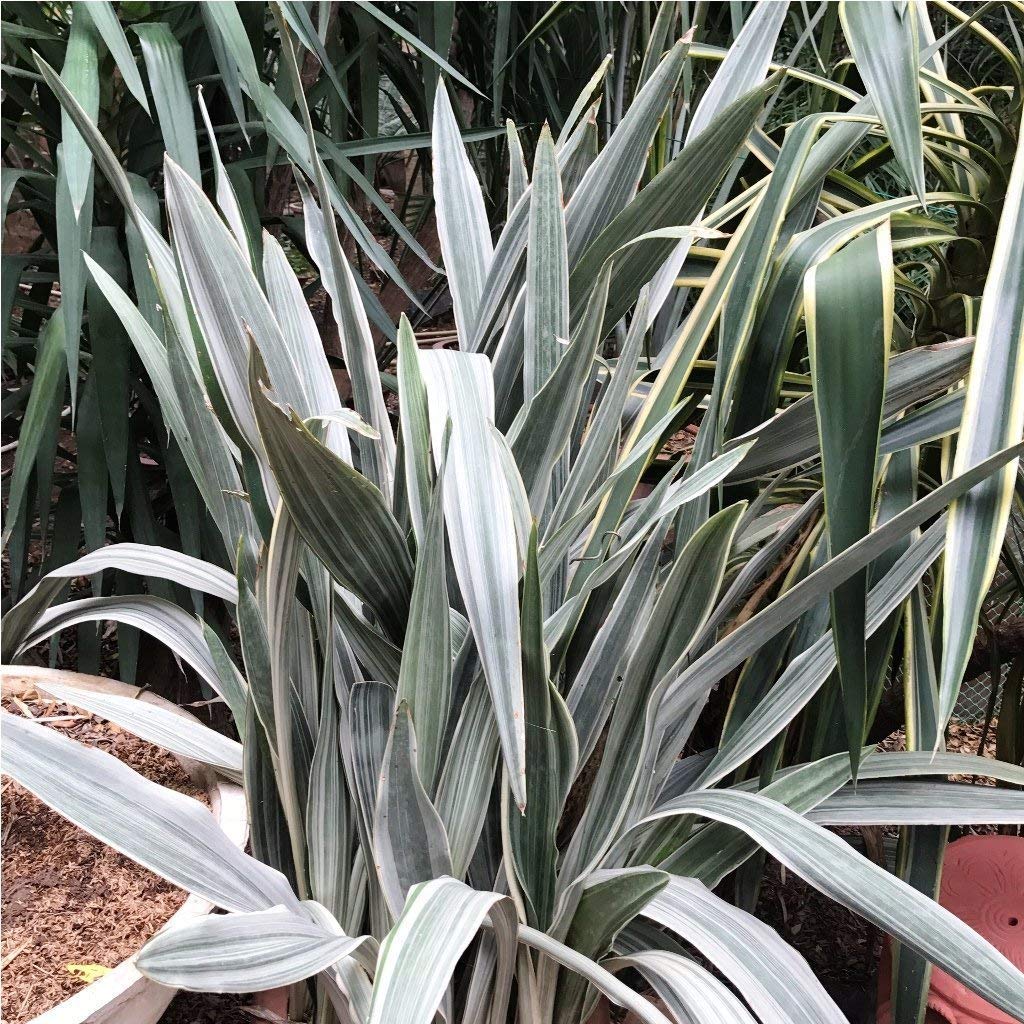 Sansevieria Plant Seeds Planting Silver Seeds