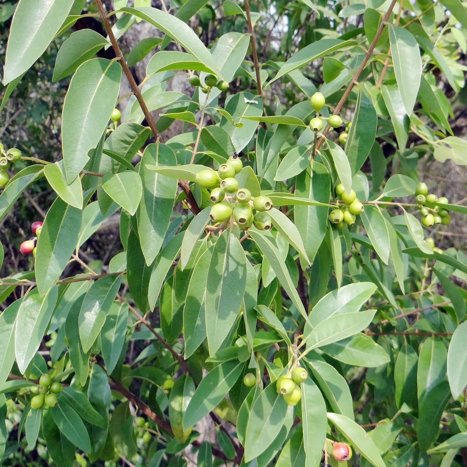 Santalum Album Seeds Indian Sandalwood Edible Evergreen Drought Tolerant Fragrant Borders Cottage