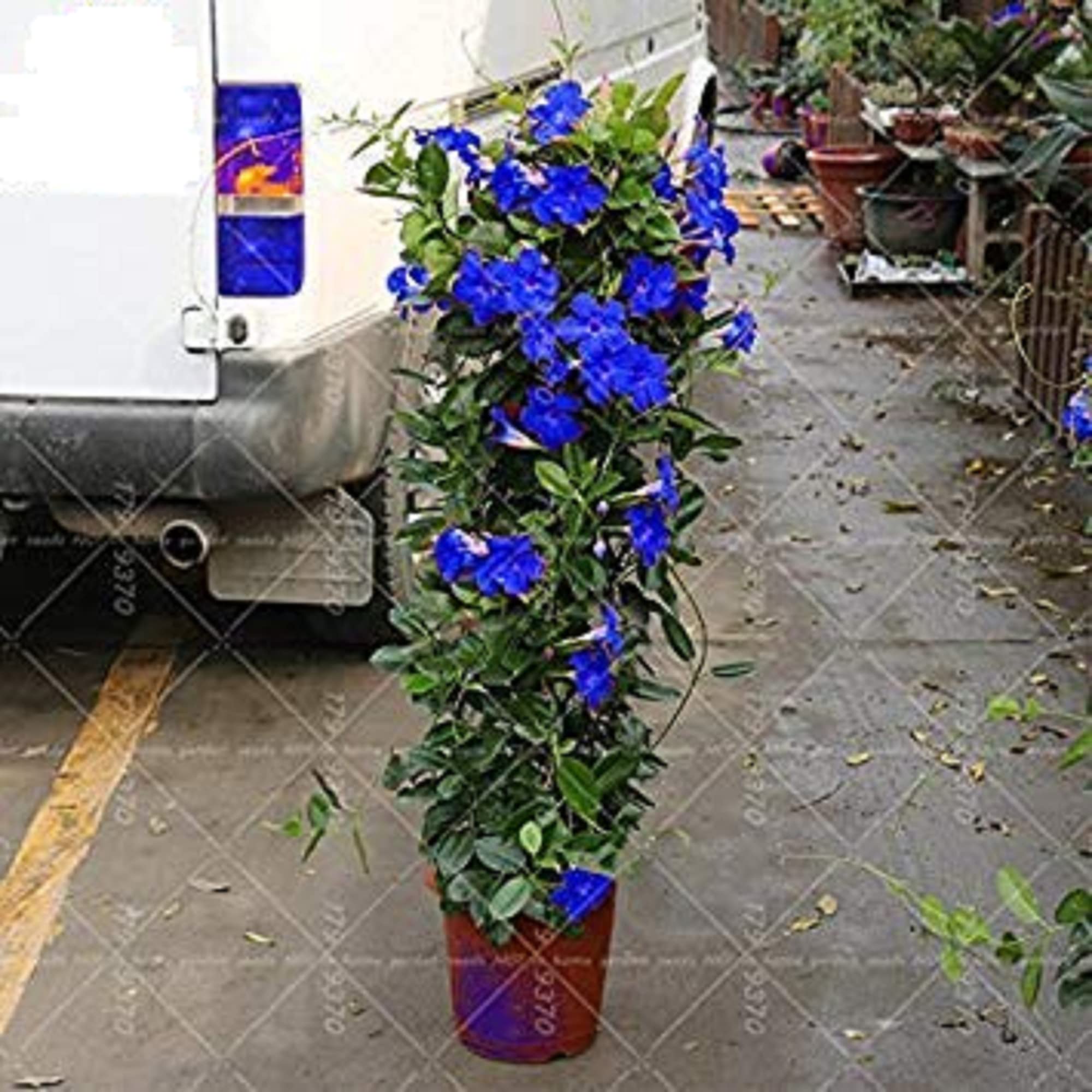 Blue Climbing Vine Seeds - Mandevilla Sanderi For Planting Flower