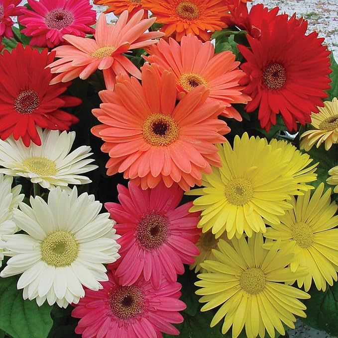Gerbera Daisy Gerbera jamesonii for planting in flower bed