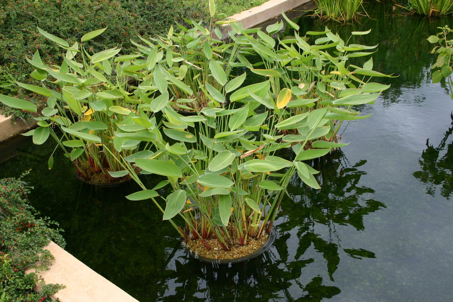 Thalia Dealbata Seeds For Planting - Aquatic Garden Flower