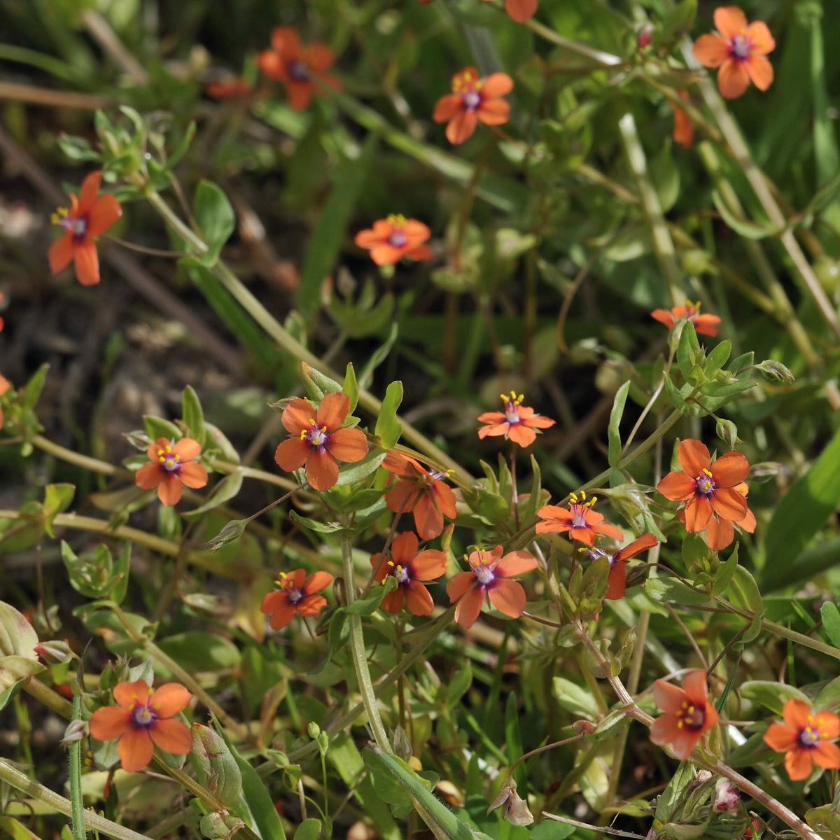 Orange Pimpernel Flower seeds for Planting - Hardy Variety, Heirloom & GMO Free Seeds for Home Garden
 
 Sale for planting in home garden.